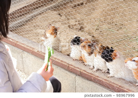一隻正在被孩子餵養的豚鼠 一隻正在被孩子餵養的豚鼠 98967996