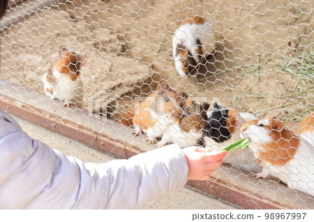 A guinea pig being fed by a child A guinea pig being fed by a child 98967997
