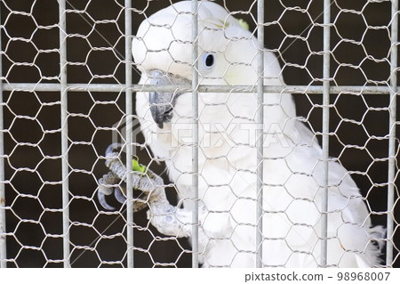 parrot looking at you 98968007