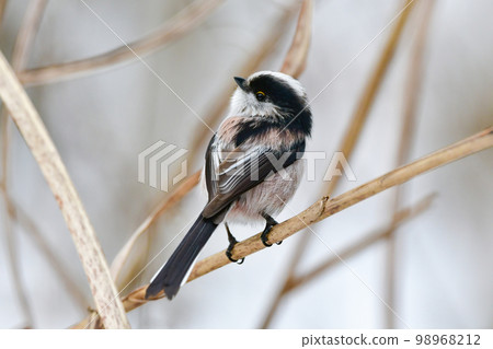 Familiar natural idols seen in the park, cute little birds, long-tailed tit Familiar natural idols seen in the park, cute little birds, long-tailed tit 98968212