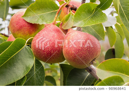 Ripe red pears on an pear tree branch on a clear summer day in the garden 98968641