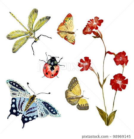 Flower red butterfly insect dragonfly a watercolor 98969145