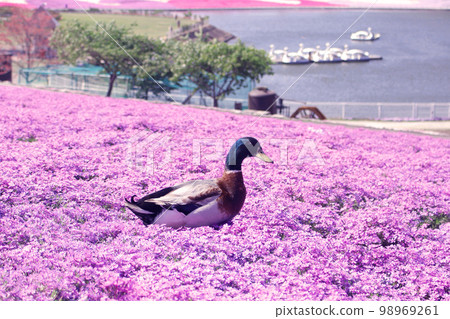 Duck standing in pink moss phlox 98969261