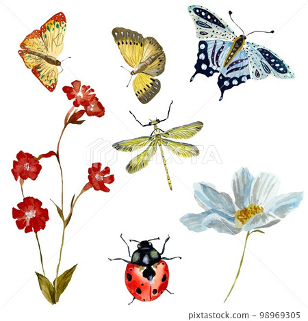 insect flower red blue yellow sketch watercolor 98969305