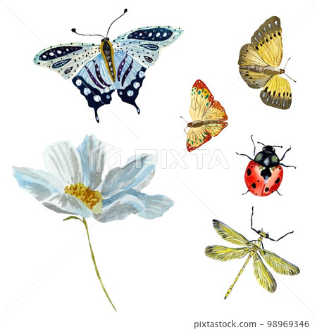 Butterfly ladybug dragonfly red blue a watercolor 98969346