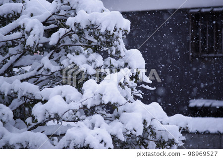 Snow on the garden trees Snow on the garden trees 98969527