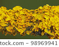 Yellow maritime sunburst lichen - Xanthoria parietina - background 98969941