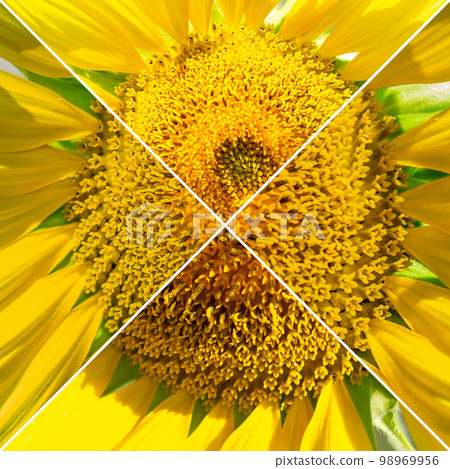 Sunflower blooming, sunflowers in summer photo collage. The farm, agriculture farming concept. Set, collage Square Sunflower blooming, sunflowers in summer photo collage. The farm, agriculture farming concept. Set, collage Square 98969956