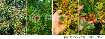 Fruits of jujube. Ziziphus jujuba. Ripe juicy jujube berries among green foliage. Collage, banner Fruits of jujube. Ziziphus jujuba. Ripe juicy jujube berries among green foliage. Collage, banner 98969957