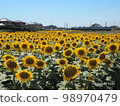 Choshi Electric Railway running through a sunflower field 98970479