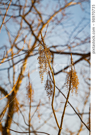 Nishiki Onuma Park in winter Nishiki Onuma Park in winter 98970735