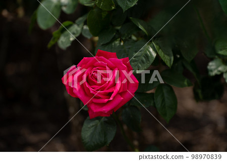 五月的玫瑰,深紅瑪麗亞·卡拉斯 五月的玫瑰,深紅瑪麗亞·卡拉斯 98970839