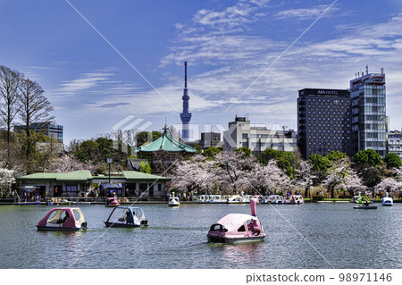 Sakura in full bloom at Boat Pond in Ueno Park, Tokyo Sakura in full bloom at Boat Pond in Ueno Park, Tokyo 98971146