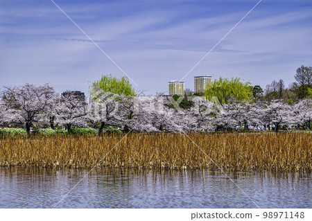 Sakura in full bloom at Shinobazu Pond, Ueno Park, Tokyo Sakura in full bloom at Shinobazu Pond, Ueno Park, Tokyo 98971148