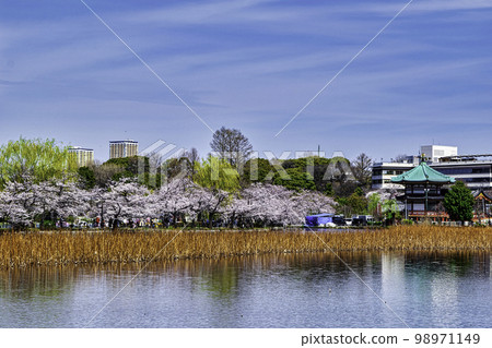 Sakura in full bloom at Shinobazu Pond, Ueno Park, Tokyo Sakura in full bloom at Shinobazu Pond, Ueno Park, Tokyo 98971149