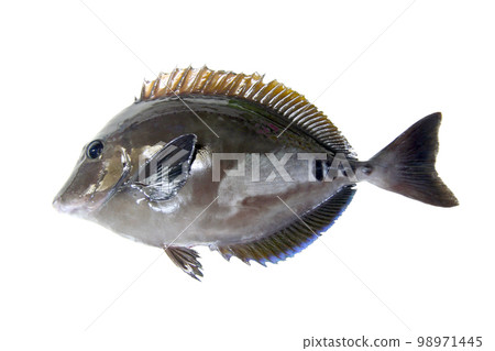 Fish body of shore fish Nizadai (Sannoji) (cutout white background) Fish body of shore fish Nizadai (Sannoji) (cutout white background) 98971445