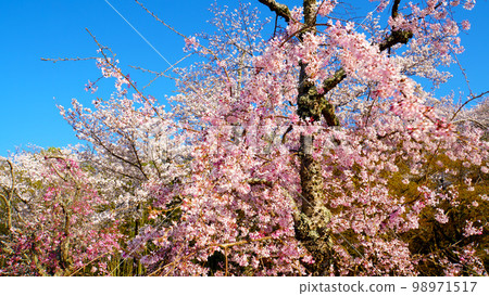 Impressive, vivid and beautiful cherry blossoms at Suigen Park Impressive, vivid and beautiful cherry blossoms at Suigen Park 98971517