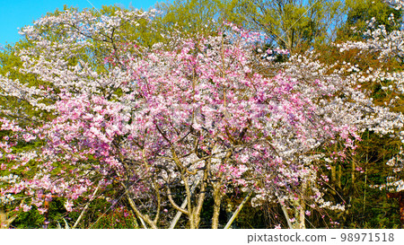 Impressive, vivid and beautiful cherry blossoms at Suigen Park 98971518