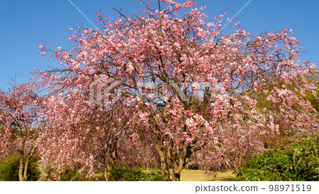 Impressive, vivid and beautiful cherry blossoms at Suigen Park Impressive, vivid and beautiful cherry blossoms at Suigen Park 98971519