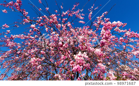 Impressive, vivid and beautiful cherry blossoms at Suigen Park 98971687