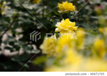 Rose of May, Randra in pastel colors Rose of May, Randra in pastel colors 98971785