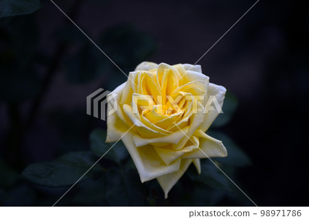 Rose of May, Randra in pastel colors Rose of May, Randra in pastel colors 98971786