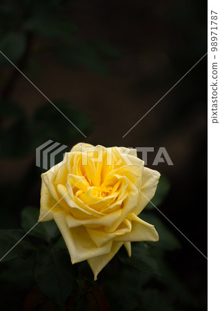 Rose of May, Randra in pastel colors Rose of May, Randra in pastel colors 98971787