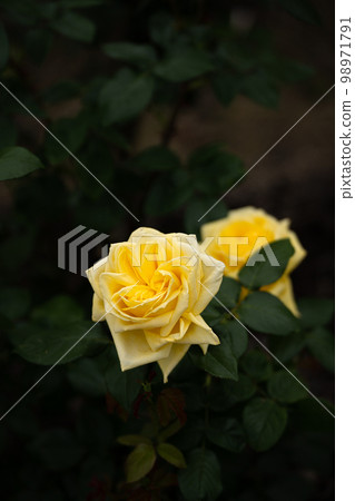 Rose of May, Randra in pastel colors Rose of May, Randra in pastel colors 98971791