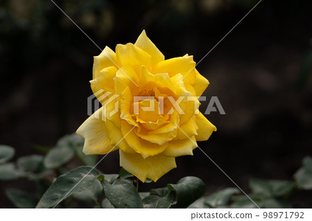 Rose of May, Randra in pastel colors Rose of May, Randra in pastel colors 98971792