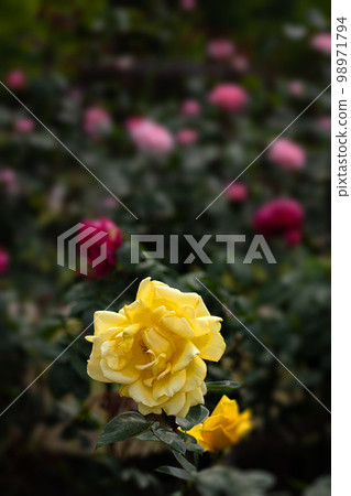 Rose of May, Randra in pastel colors Rose of May, Randra in pastel colors 98971794
