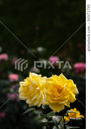 Rose of May, Randra in pastel colors Rose of May, Randra in pastel colors 98971795