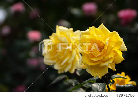Rose of May, Randra in pastel colors Rose of May, Randra in pastel colors 98971796