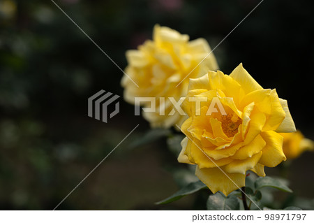 Rose of May, Randra in pastel colors Rose of May, Randra in pastel colors 98971797