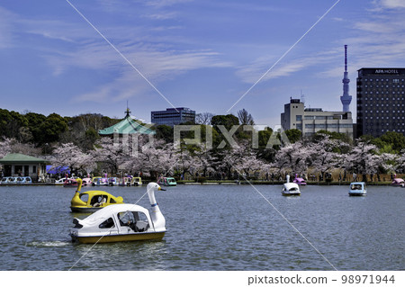 Sakura in full bloom at Boat Pond in Ueno Park, Tokyo 98971944