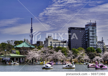 Sakura in full bloom at Boat Pond in Ueno Park, Tokyo 98971960