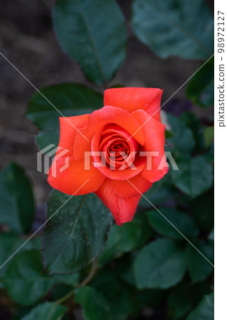 五月的玫瑰，玫瑰夫人 98972127