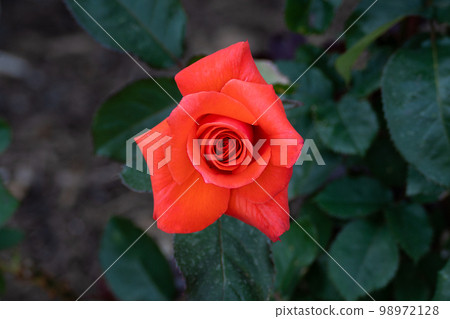 五月的玫瑰，玫瑰夫人 98972128