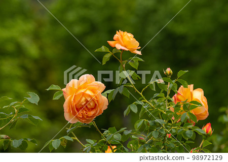 五月的玫瑰，夏洛特的夫人 98972129