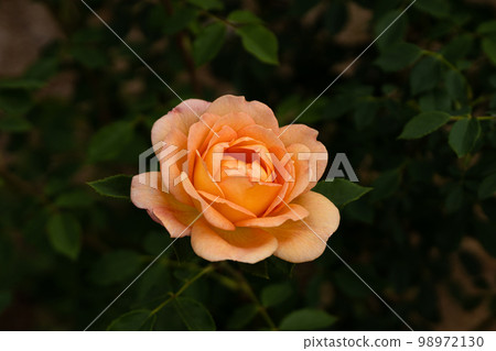 五月玫瑰，夏洛特夫人特寫 98972130