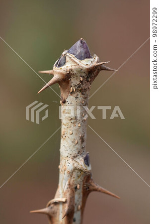Harigiri winter buds Harigiri winter buds 98972299