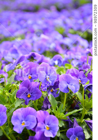 Spring flowers 98972309