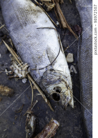 Dried fish in the garbage 98972507