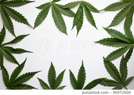 Postcard frame from marijuana leaves background closeup copy space 98972600