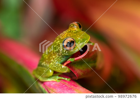 Elena's Treefrog, Boophis elenae, frog in Ranomafana National Park, Madagascar wildlife 98972676