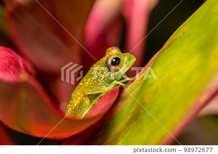Elena's Treefrog, Boophis elenae, frog in Ranomafana National Park, Madagascar wildlife Elena's Treefrog, Boophis elenae, frog in Ranomafana National Park, Madagascar wildlife 98972677