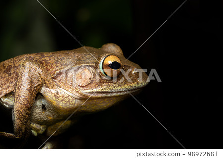 Madagascan Treefrog, Boophis madagascariensis, frog from Andasibe-Mantadia National Park, Madagascar wildlife 98972681