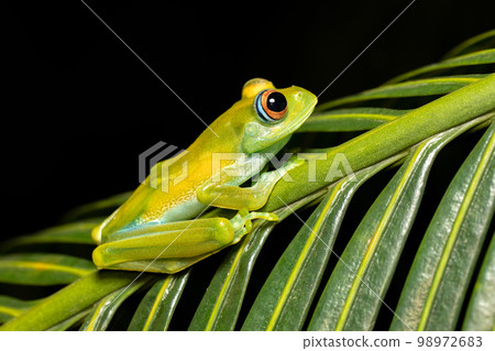 Boophis sibilans, frog from Ranomafana National Park, Madagascar wildlife Boophis sibilans, frog from Ranomafana National Park, Madagascar wildlife 98972683