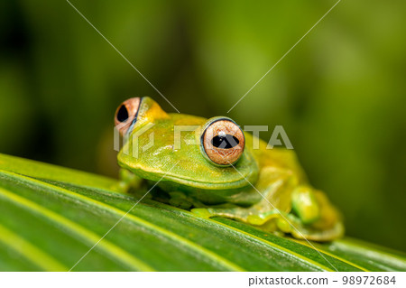 Boophis sibilans, frog from Ranomafana National Park, Madagascar wildlife Boophis sibilans, frog from Ranomafana National Park, Madagascar wildlife 98972684