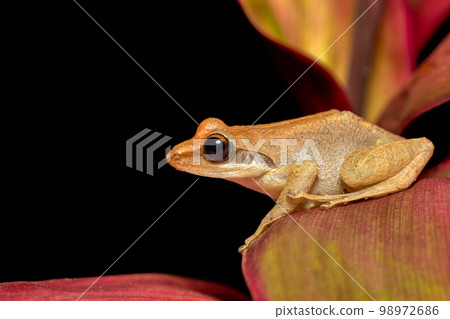 Boophis tephraeomystax, Ranomafana National Park, Madagascar wildlife 98972686