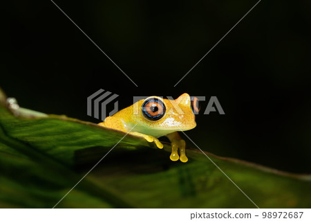 Green Bright-Eyed Frog, Boophis Viridis, Andasibe-Mantadia National Park, Madagascar wildlife 98972687